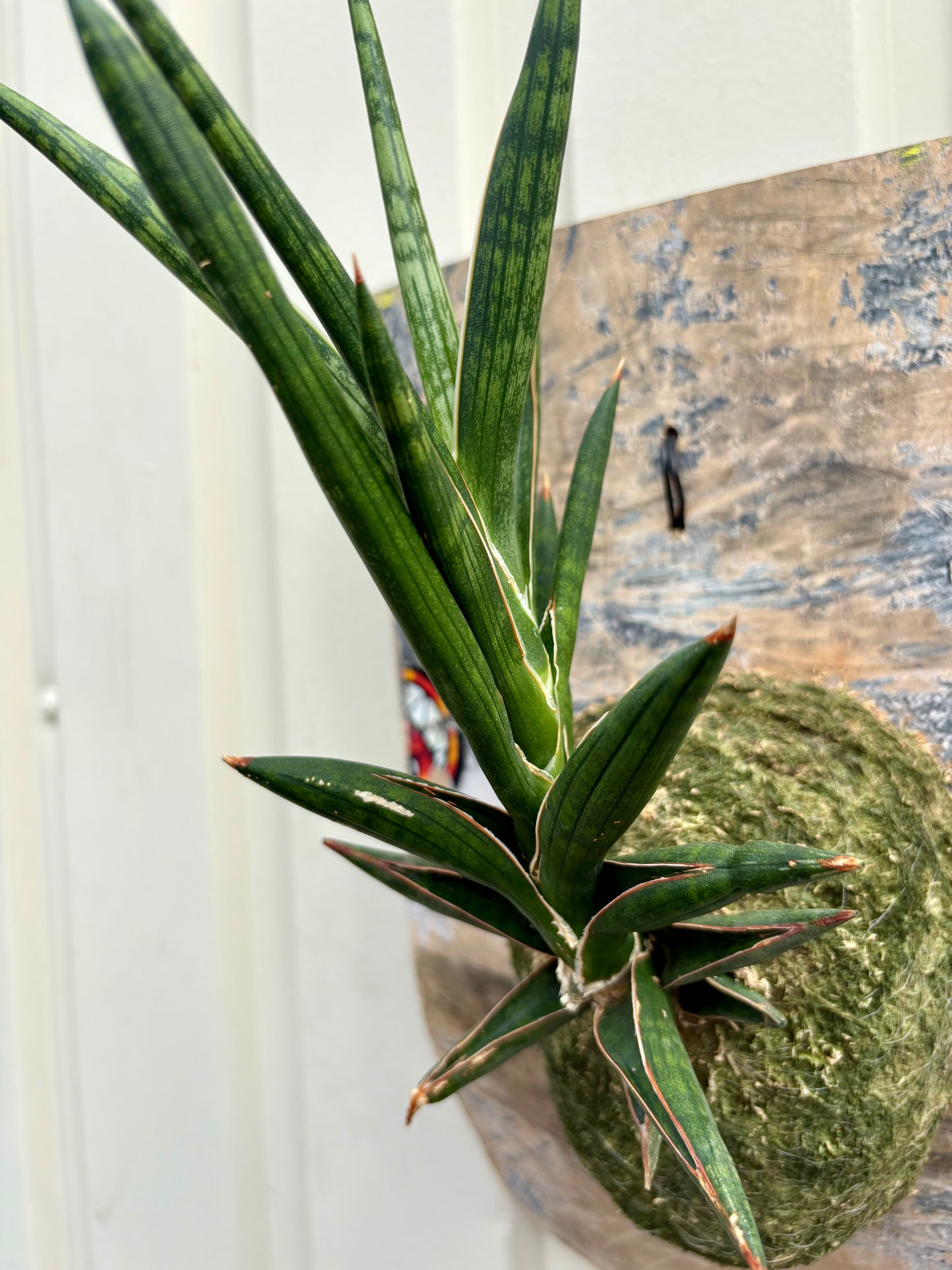 ITAZUKE / Sansevieria Kenia
