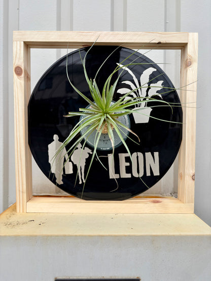 TIllandsia in LP size MOVIE - 1