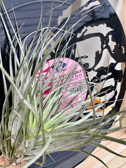 Tillandsia in LP size frame SINGER - 1