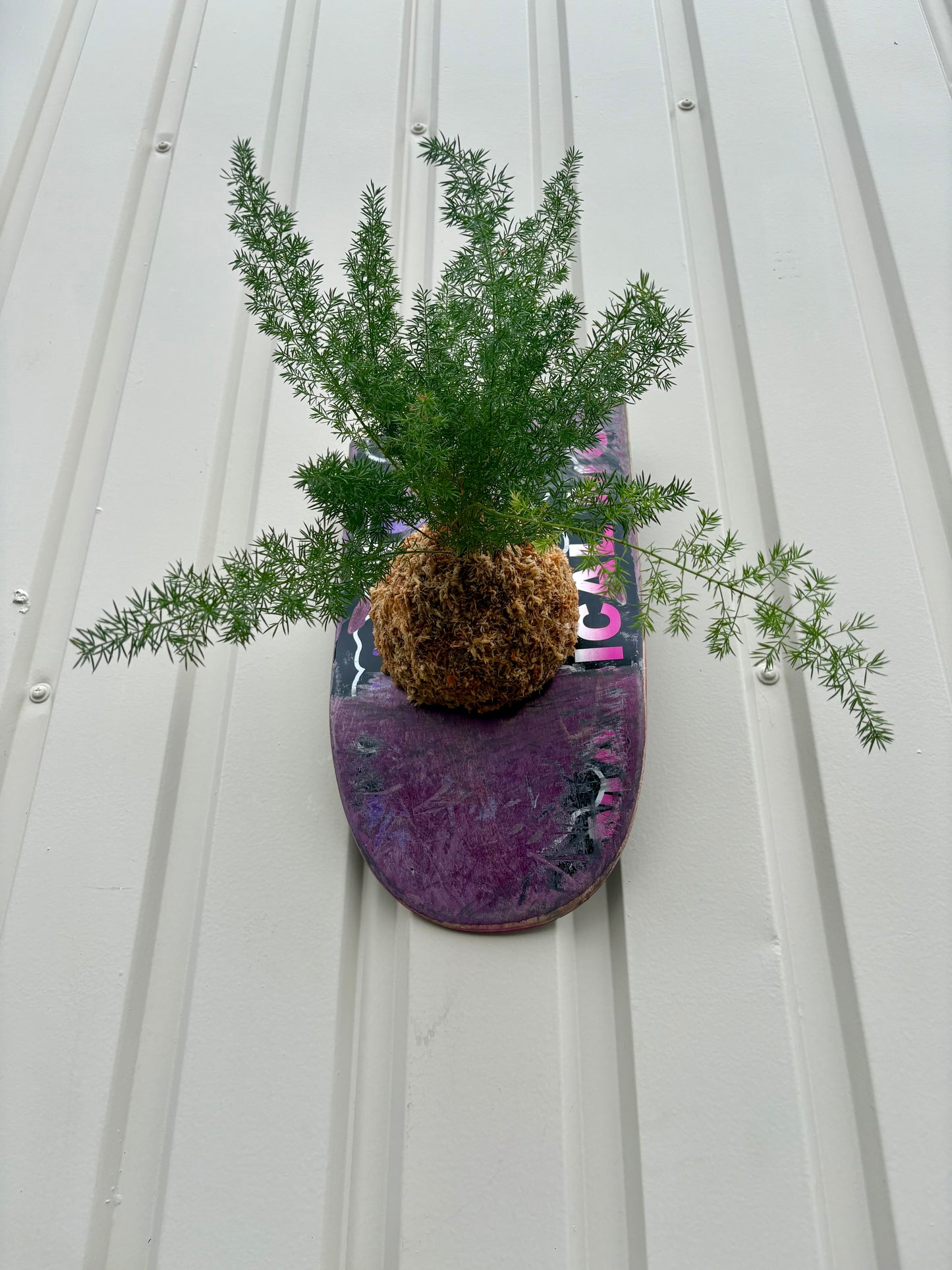 Asparagus setaceus Nanus