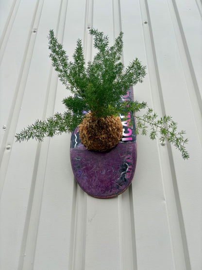 Asparagus setaceus Nanus