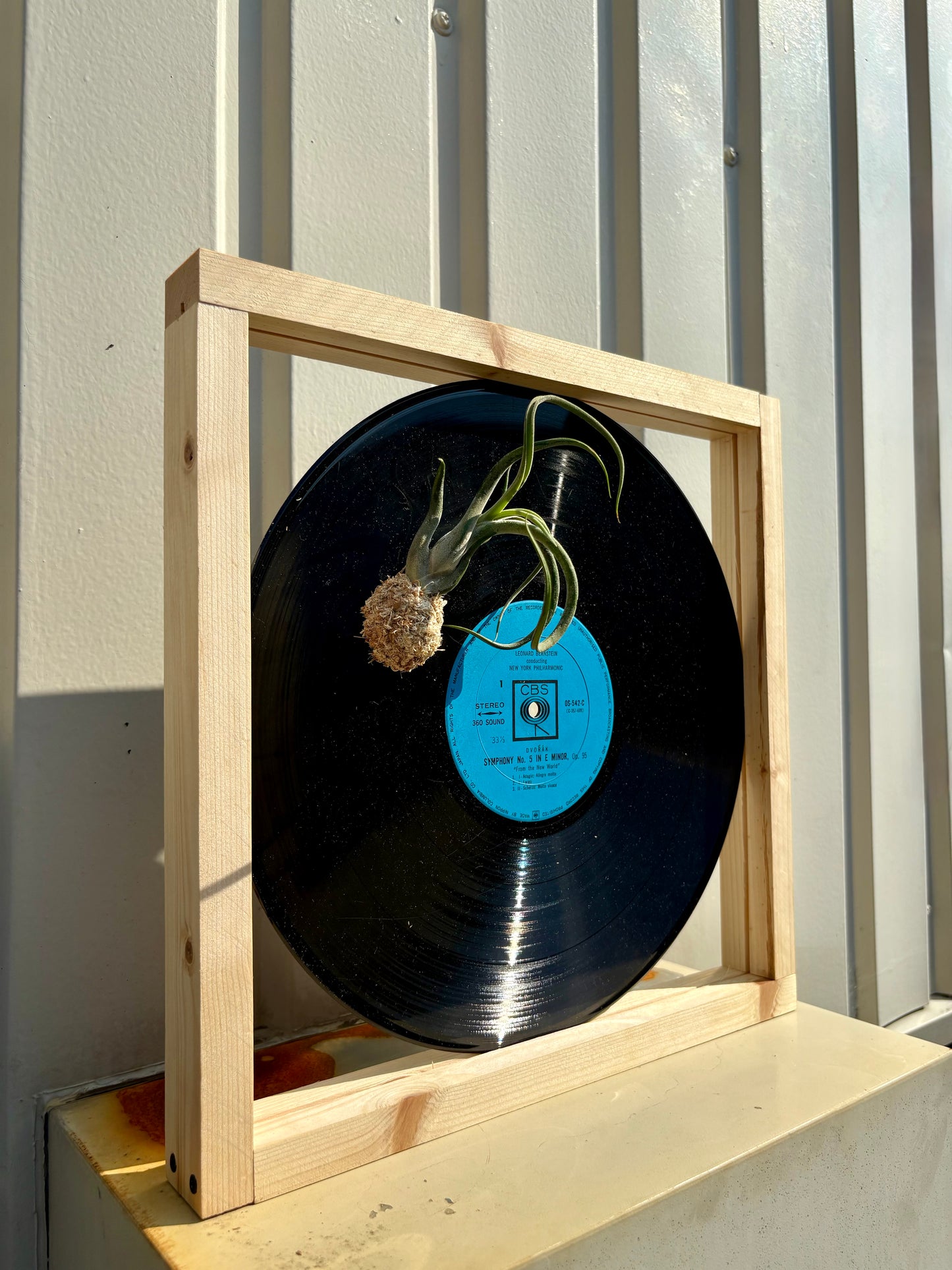 Tillandsia in LP size frame - 2
