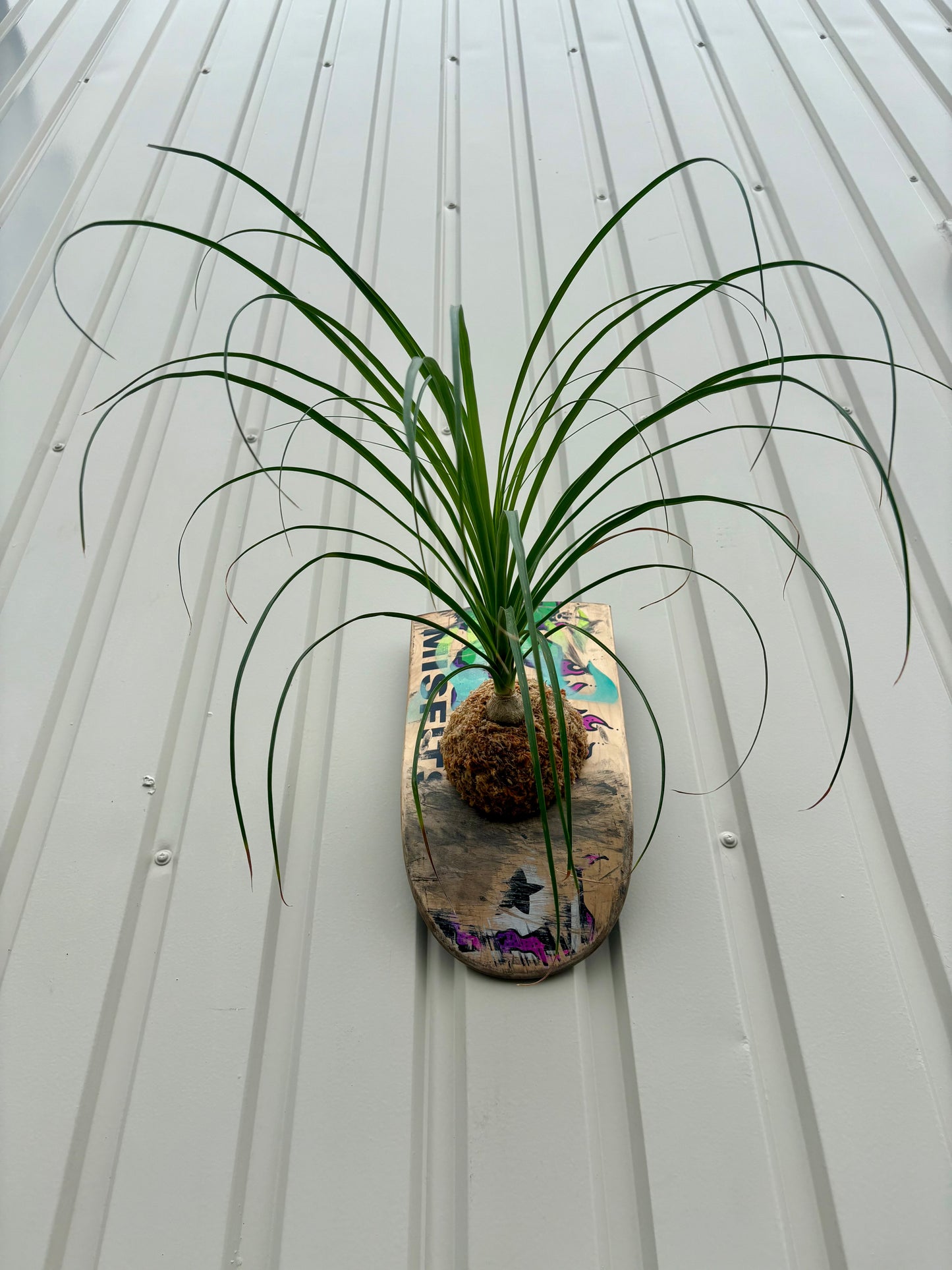 Ponytail palm