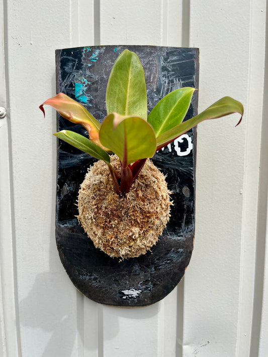 Philodendron Prince Of Orange