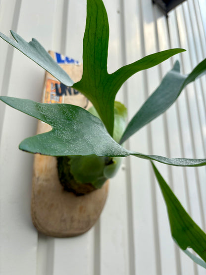 ITAZUKE / Platycerium sp.