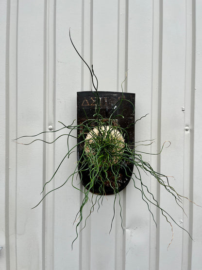 Juncus effusus Spiralis