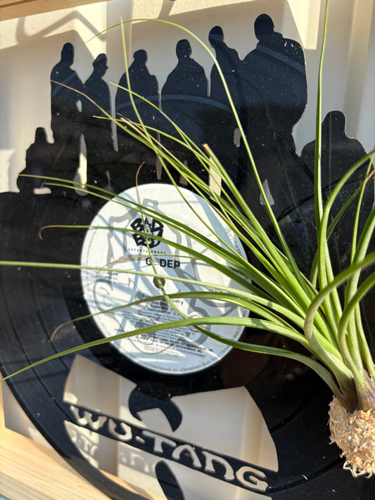Tillandsia in LP size frame WU - TANG
