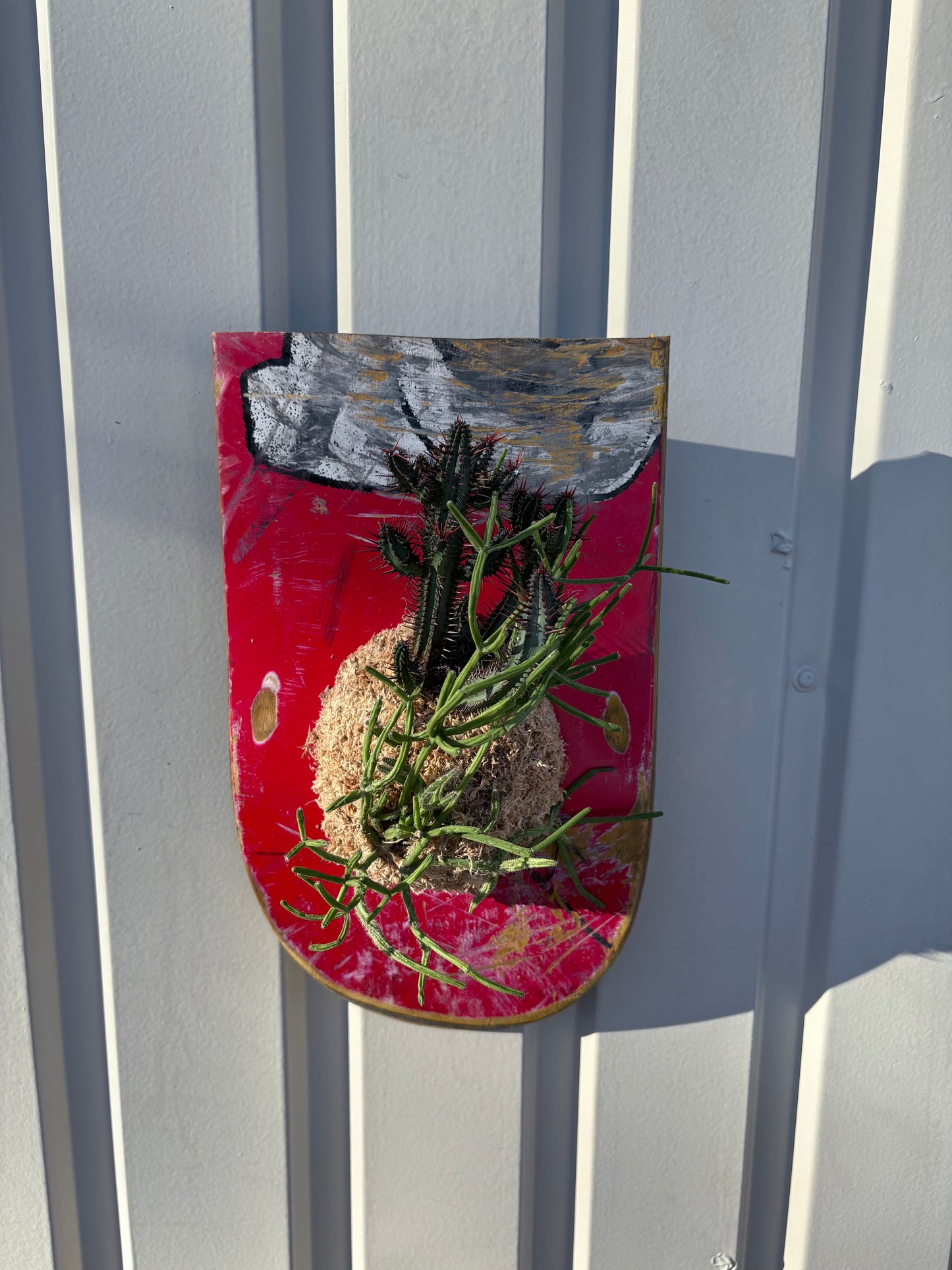 Euphorbia enopla x Rhipsalis baccifera