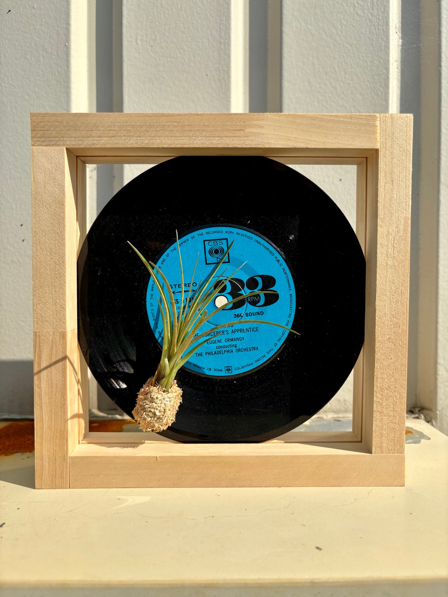 Tillandsia in EP size frame -2