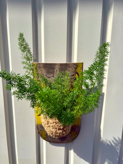 Asparagus setaceus Nanus