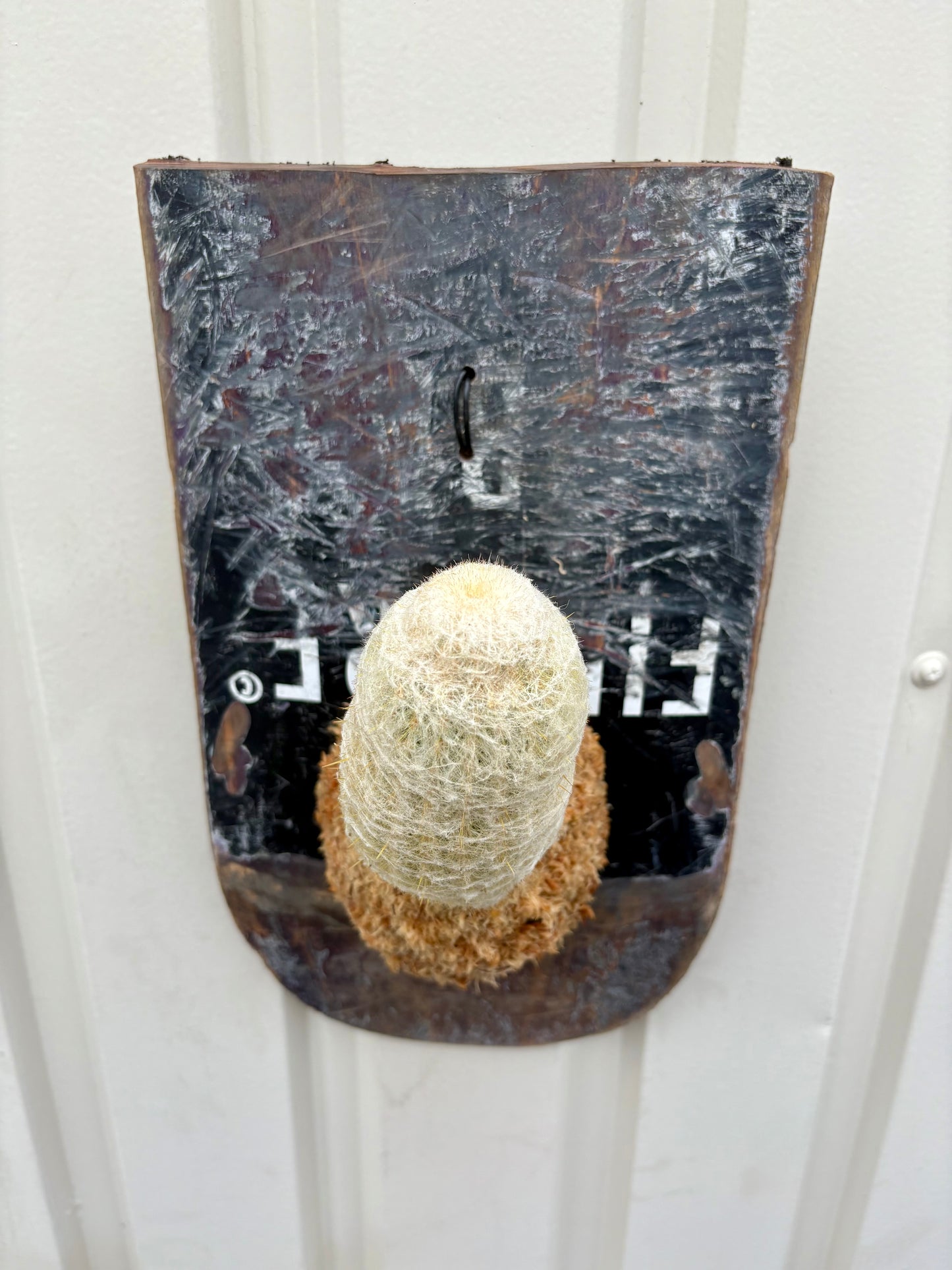 Pseudoespostoa melanostele