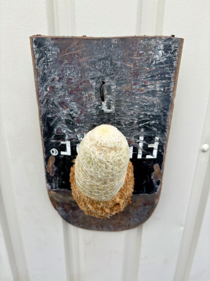 Pseudoespostoa melanostele