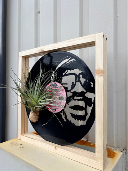 Tillandsia in LP size frame SINGER - 1