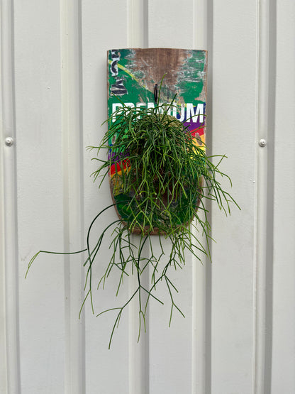 ITAZUKE / Rhipsalis cassutha