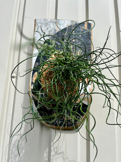 Juncus effusus Spiralis