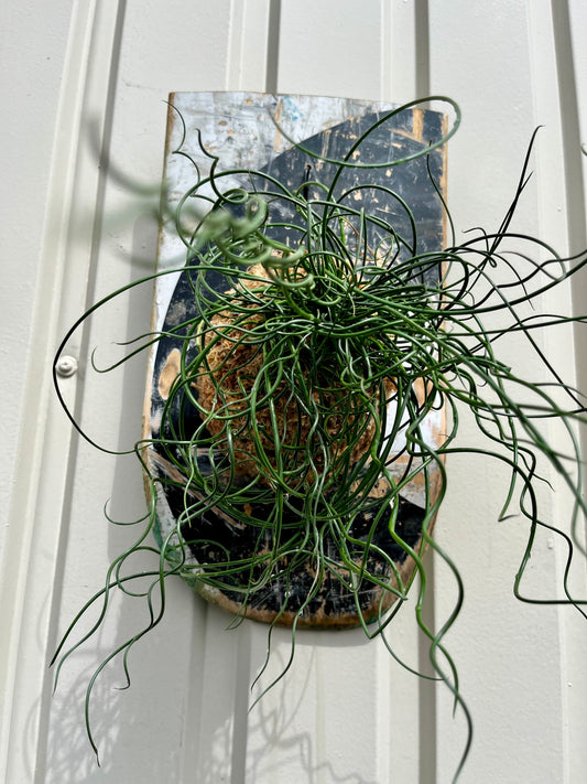 Juncus effusus Spiralis