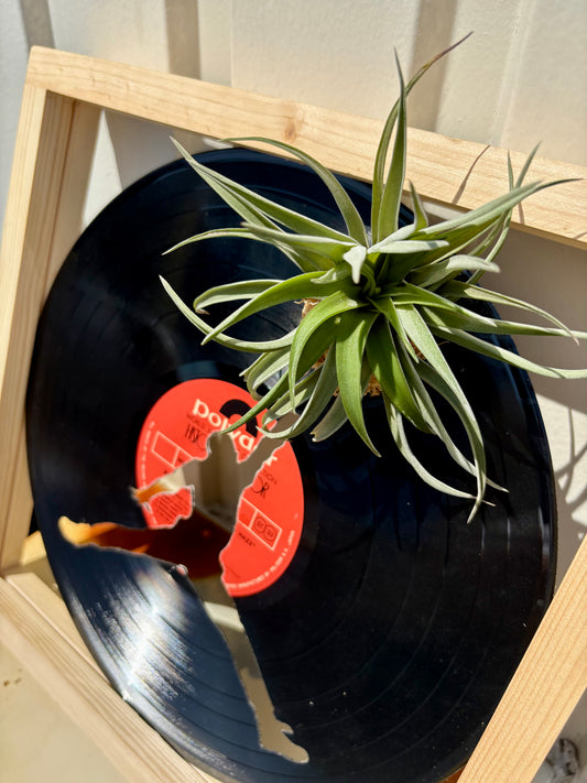 Tillandsia in LP size frame G.O.A.T