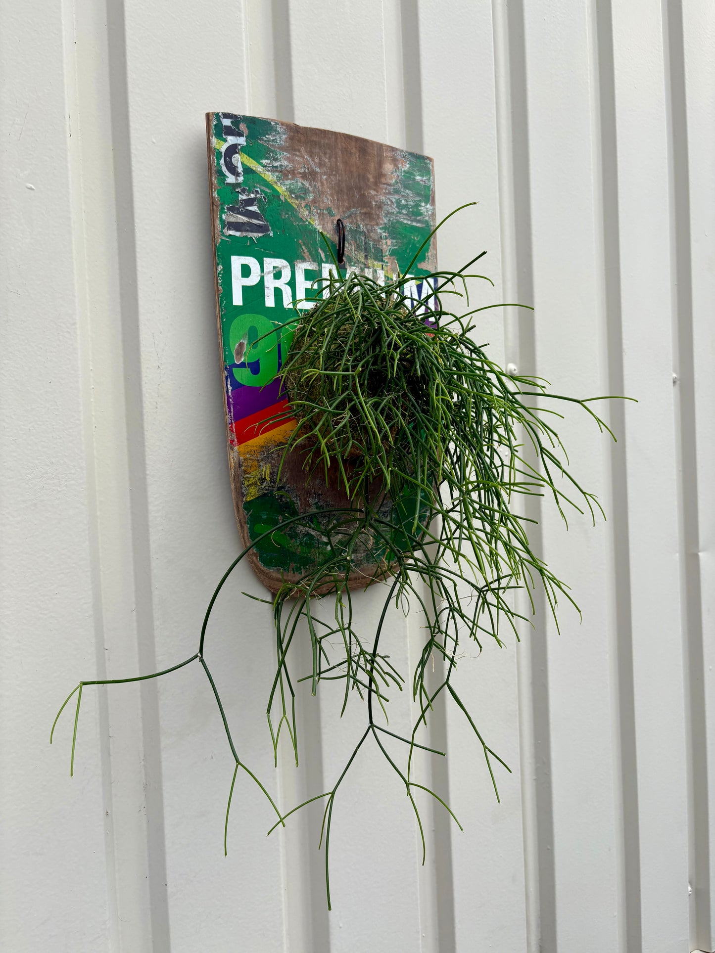 ITAZUKE / Rhipsalis cassutha