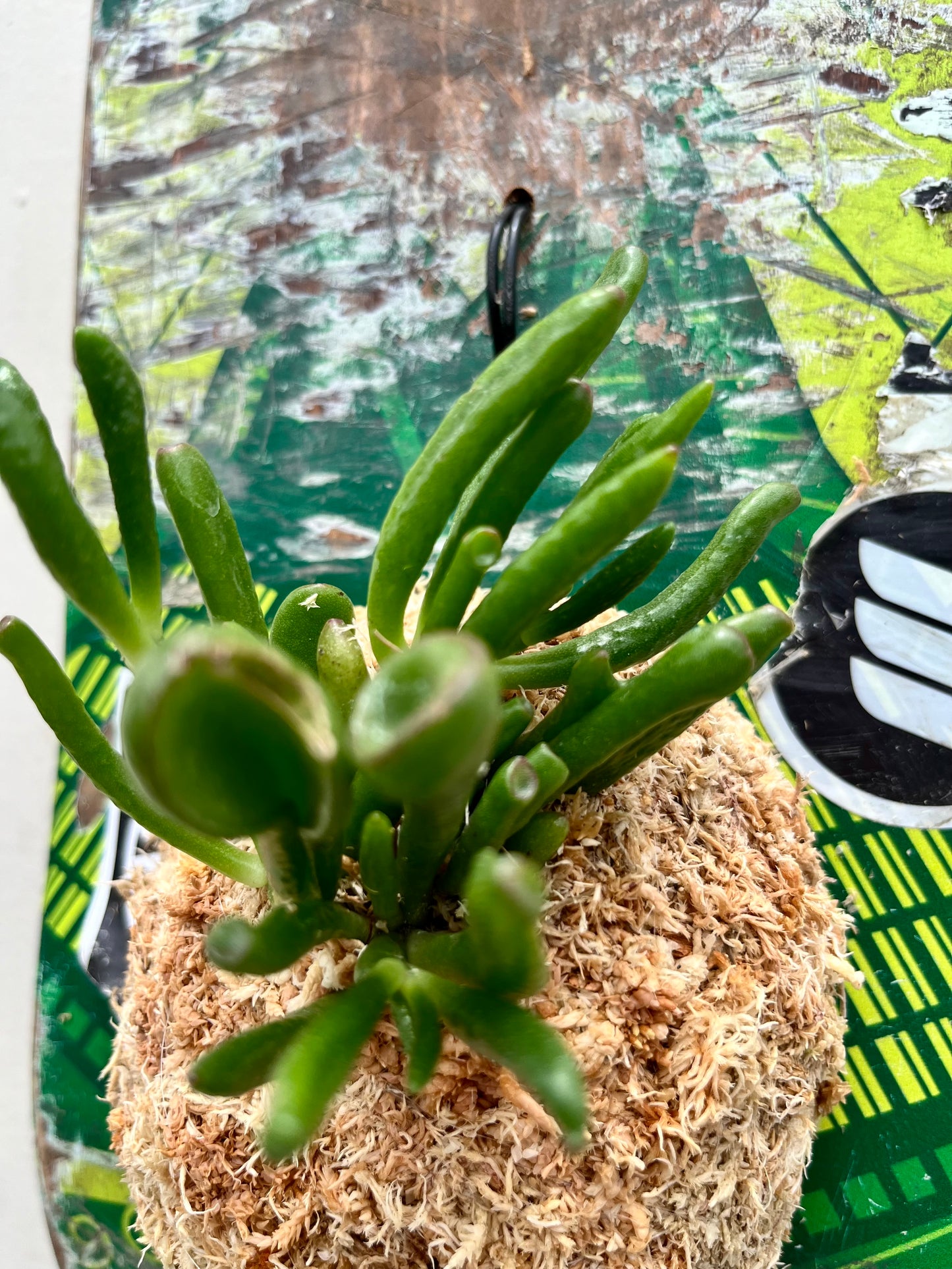 Crassula portulacea f.