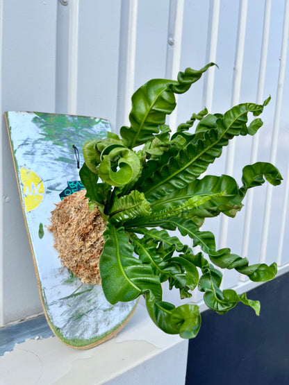 Asplenium plicatum Akaki