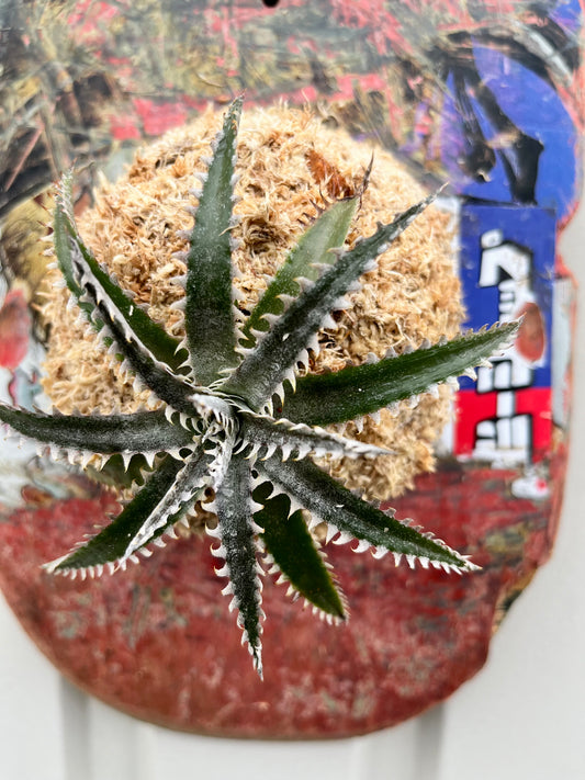 Dyckia milagrensis