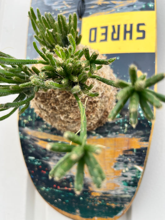 Rhipsalis prismatica