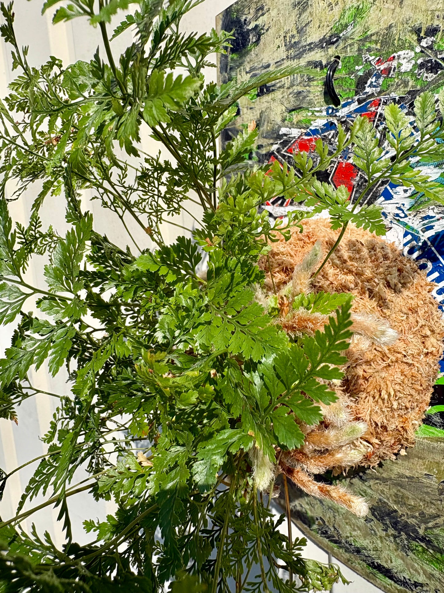 ITAZUKE / Humata tyermanii