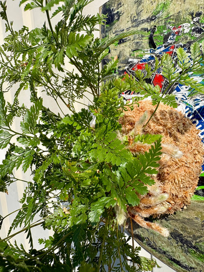 ITAZUKE / Humata tyermanii