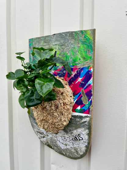 Philodendron selloum super atom