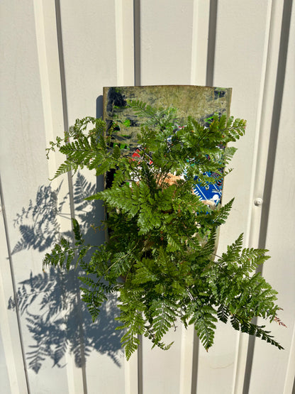 ITAZUKE / Humata tyermanii