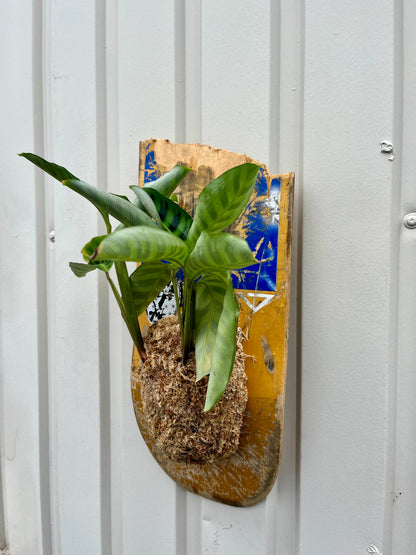 Calathea zebrina
