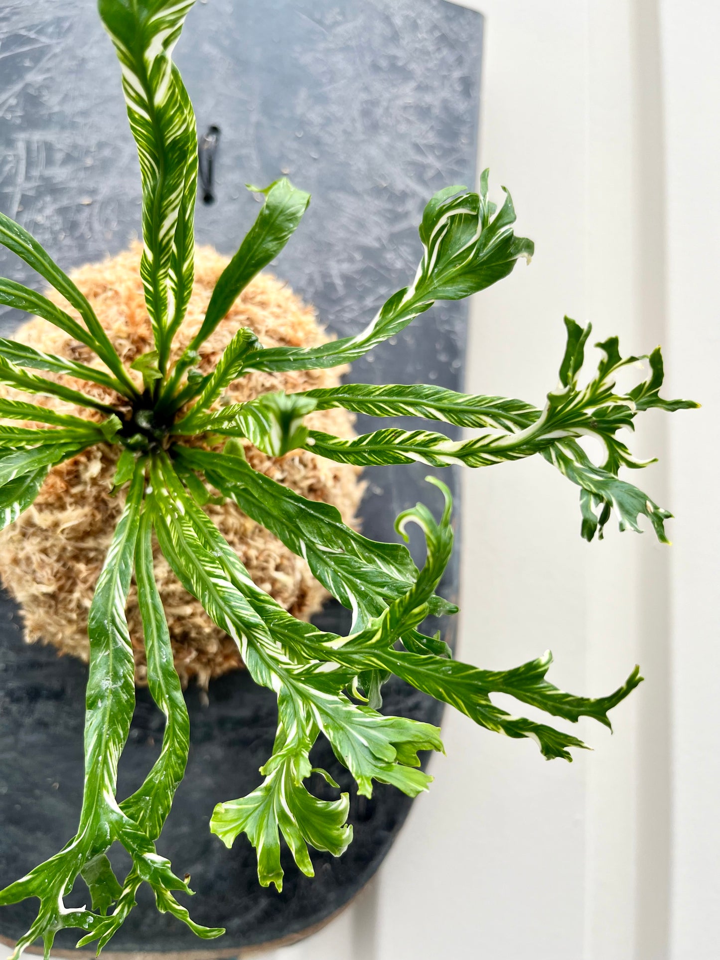 Asplenium nidus Variegata