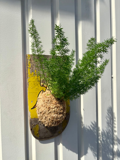 Asparagus setaceus Nanus
