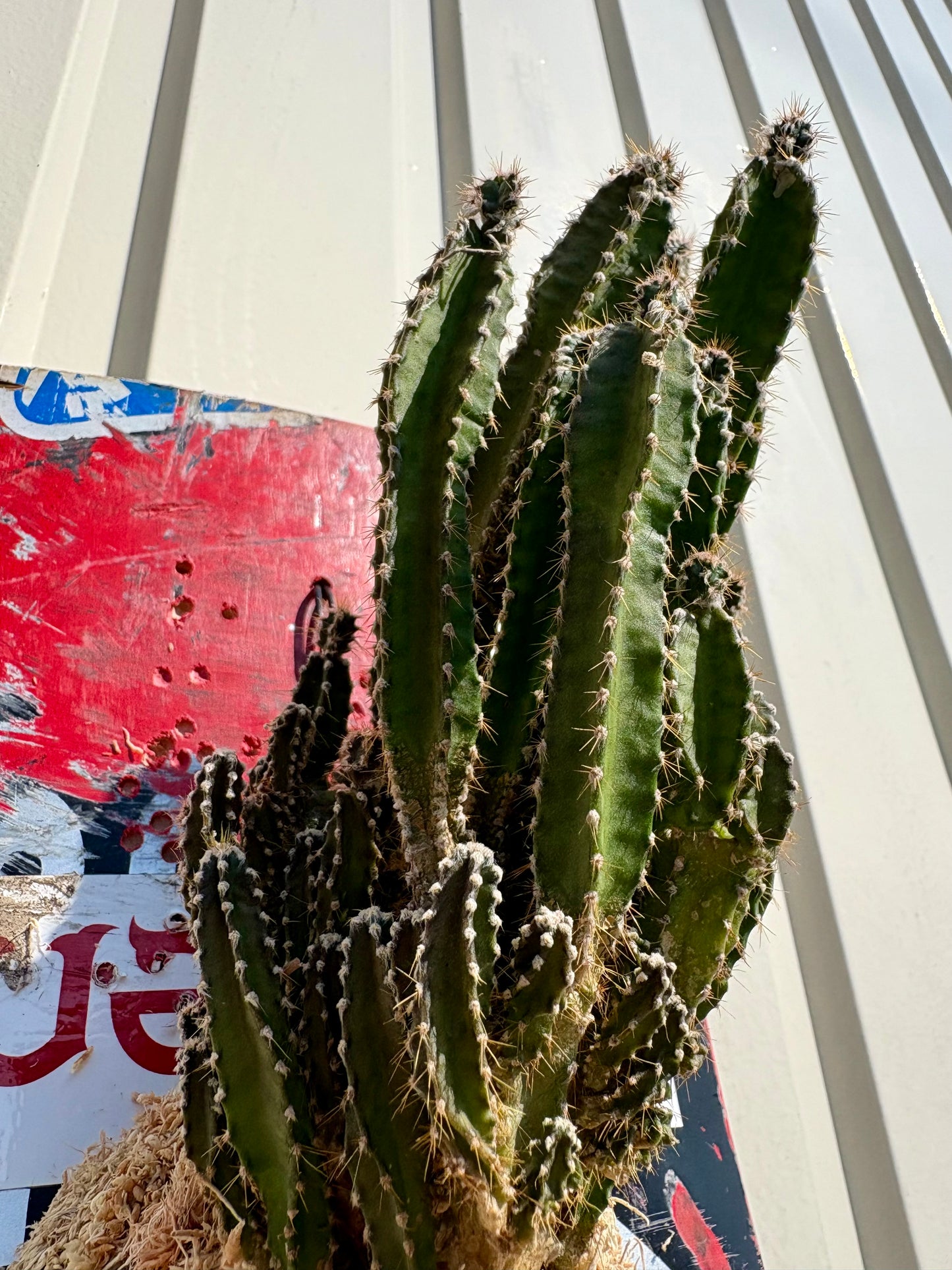 スケートデッキに観葉植物を合わせた壁掛け作品 ITAZUKE Cereus repandus