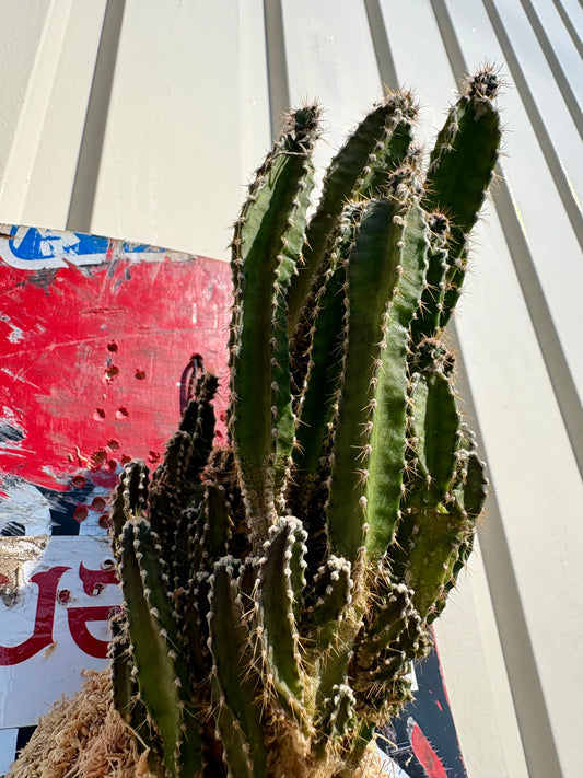 スケートデッキに観葉植物を合わせた壁掛け作品 ITAZUKE Cereus repandus