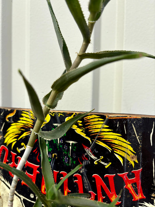 Aloe tenuior
