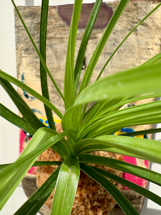 Ponytail palm