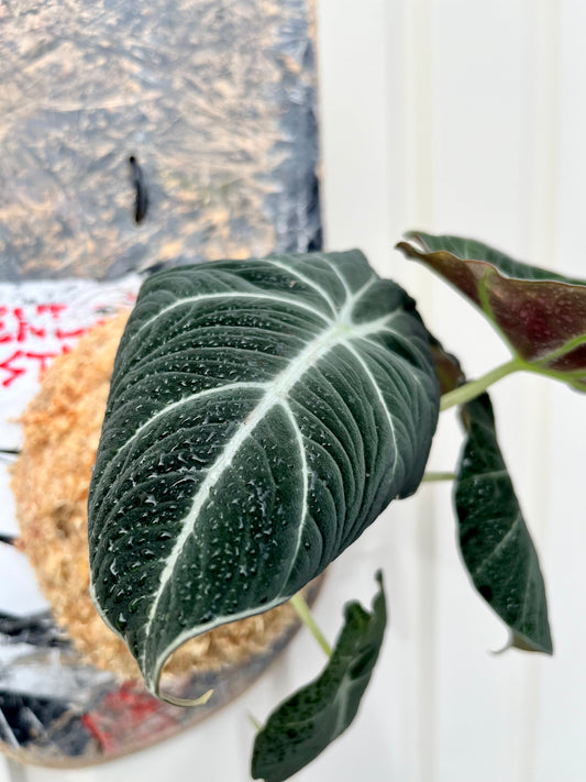 Alocasia reginula Black Velvet