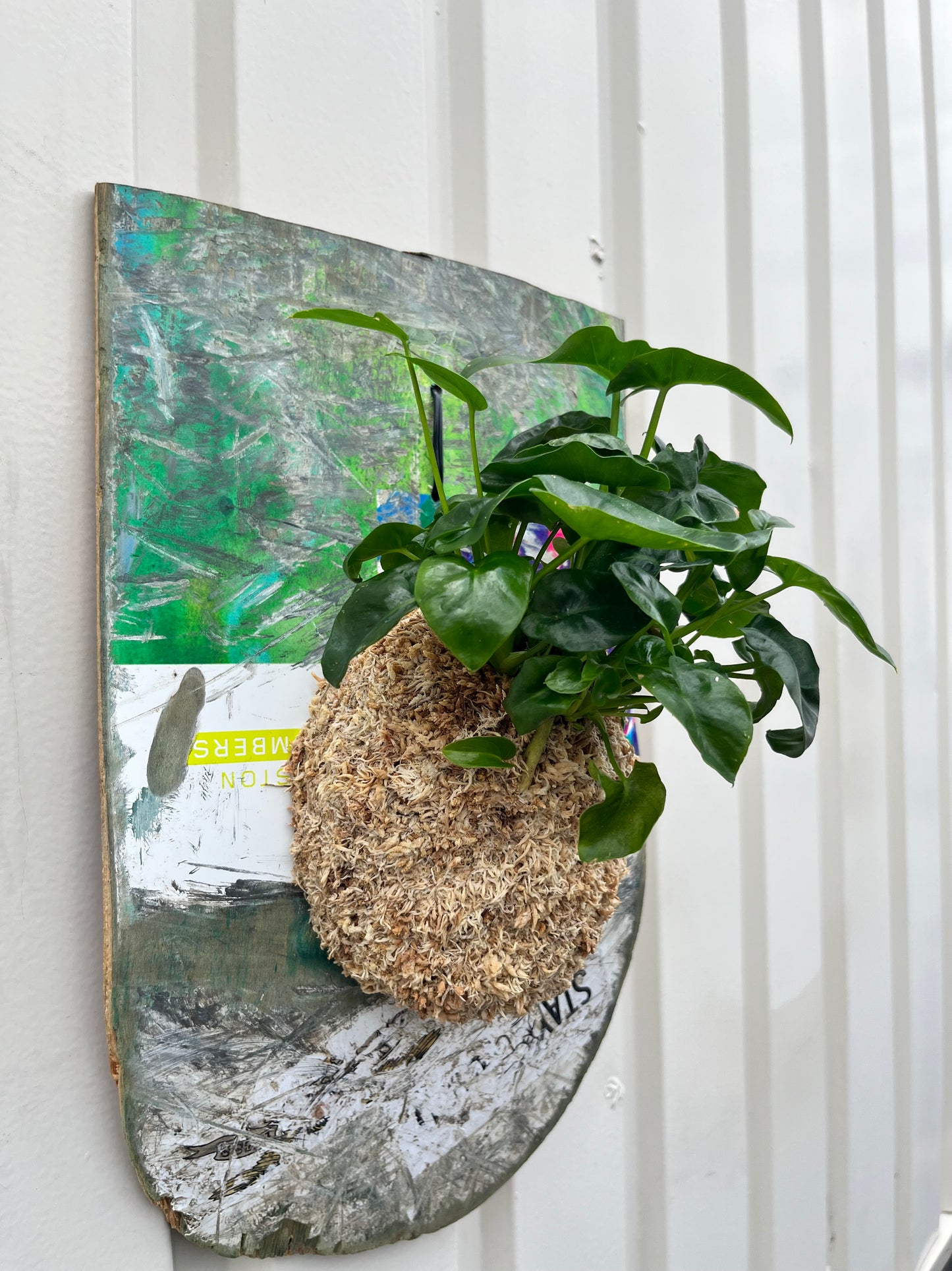 Philodendron selloum super atom