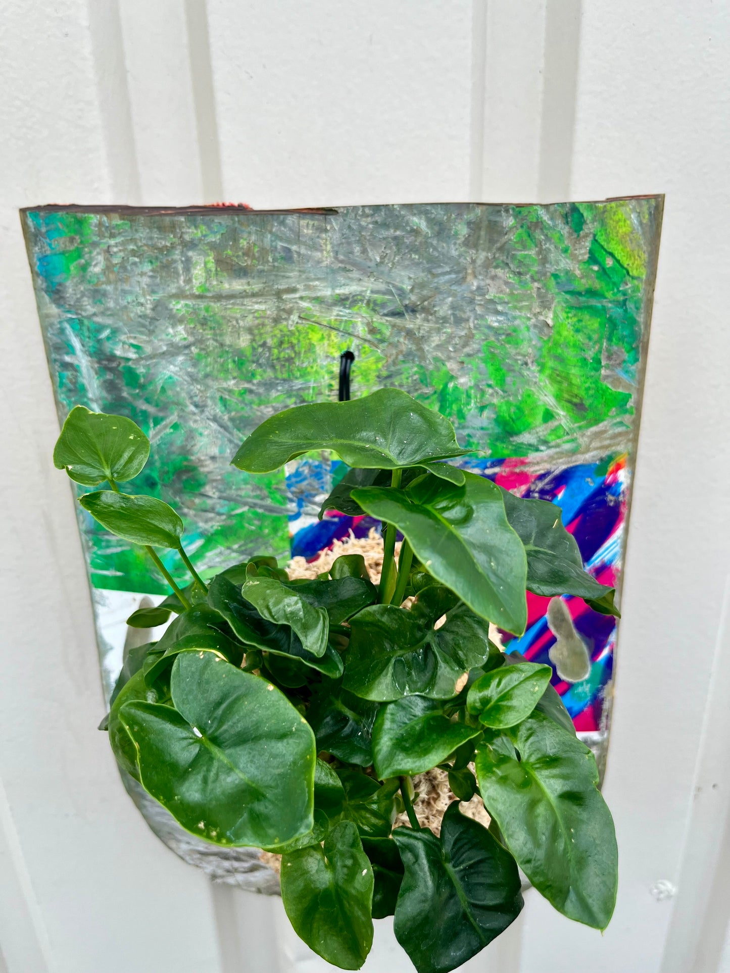 Philodendron selloum super atom