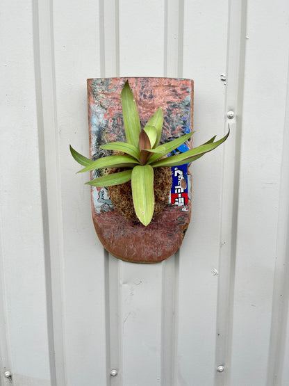 Tradescantia spathacea