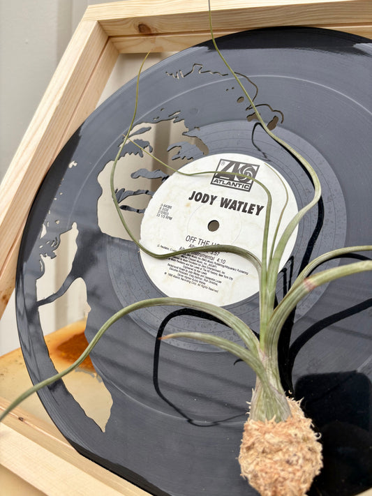 Tillandsia in LP size frame SINGER - 2