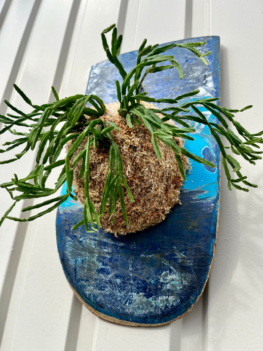 Rhipsalis ewaldiana