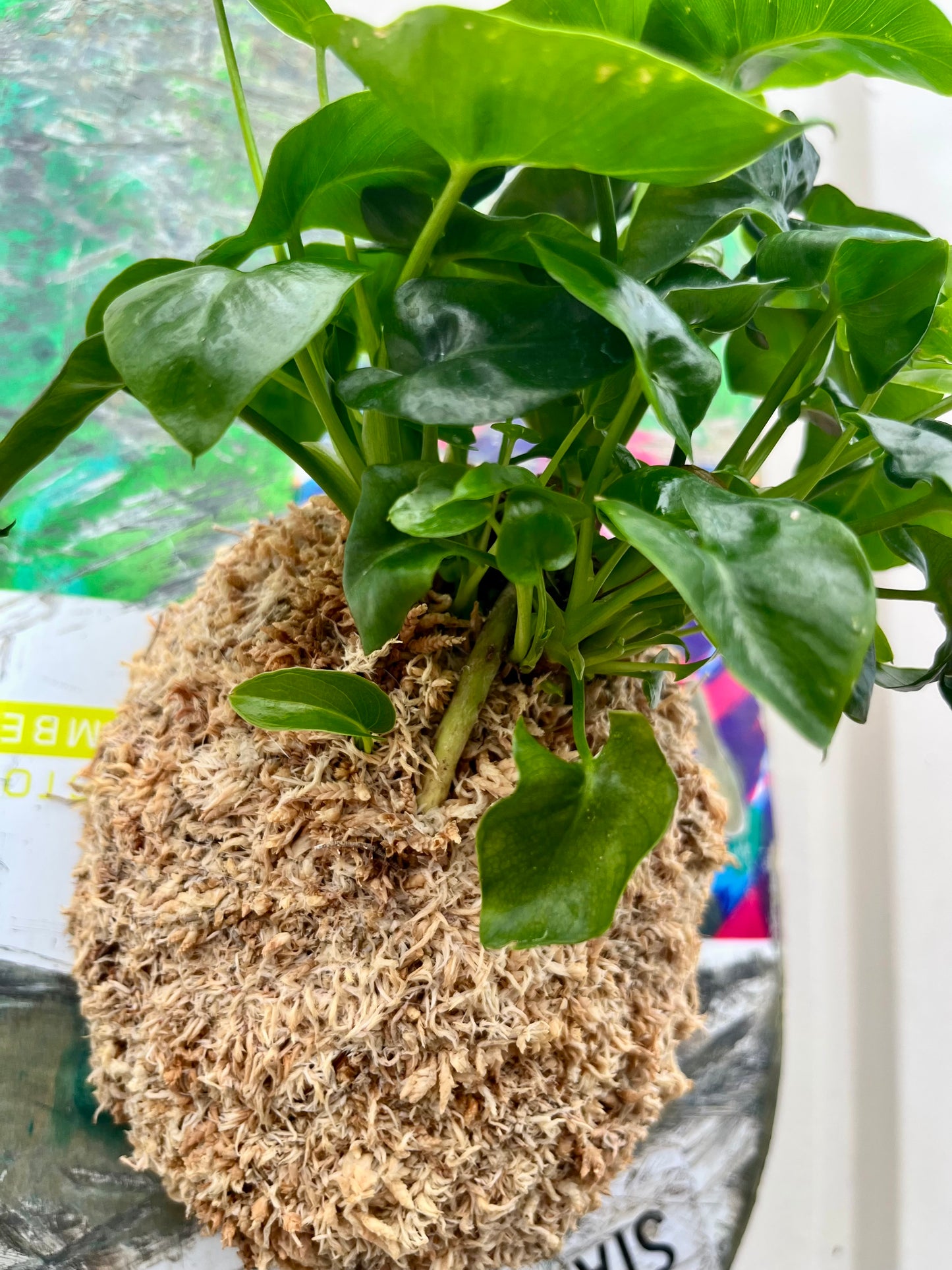 Philodendron selloum super atom