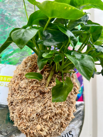 Philodendron selloum super atom