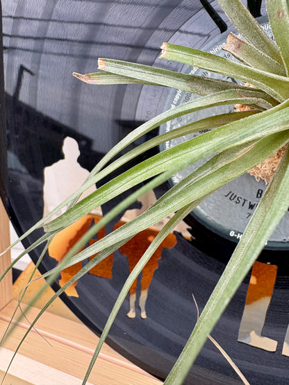 TIllandsia in LP size MOVIE - 1