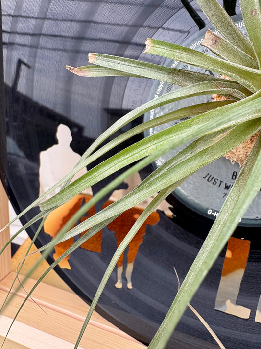 TIllandsia in LP size MOVIE - 1