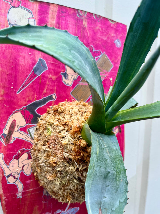 Agave americana