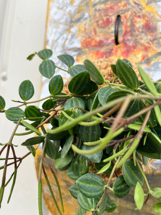 Peperomia angulata