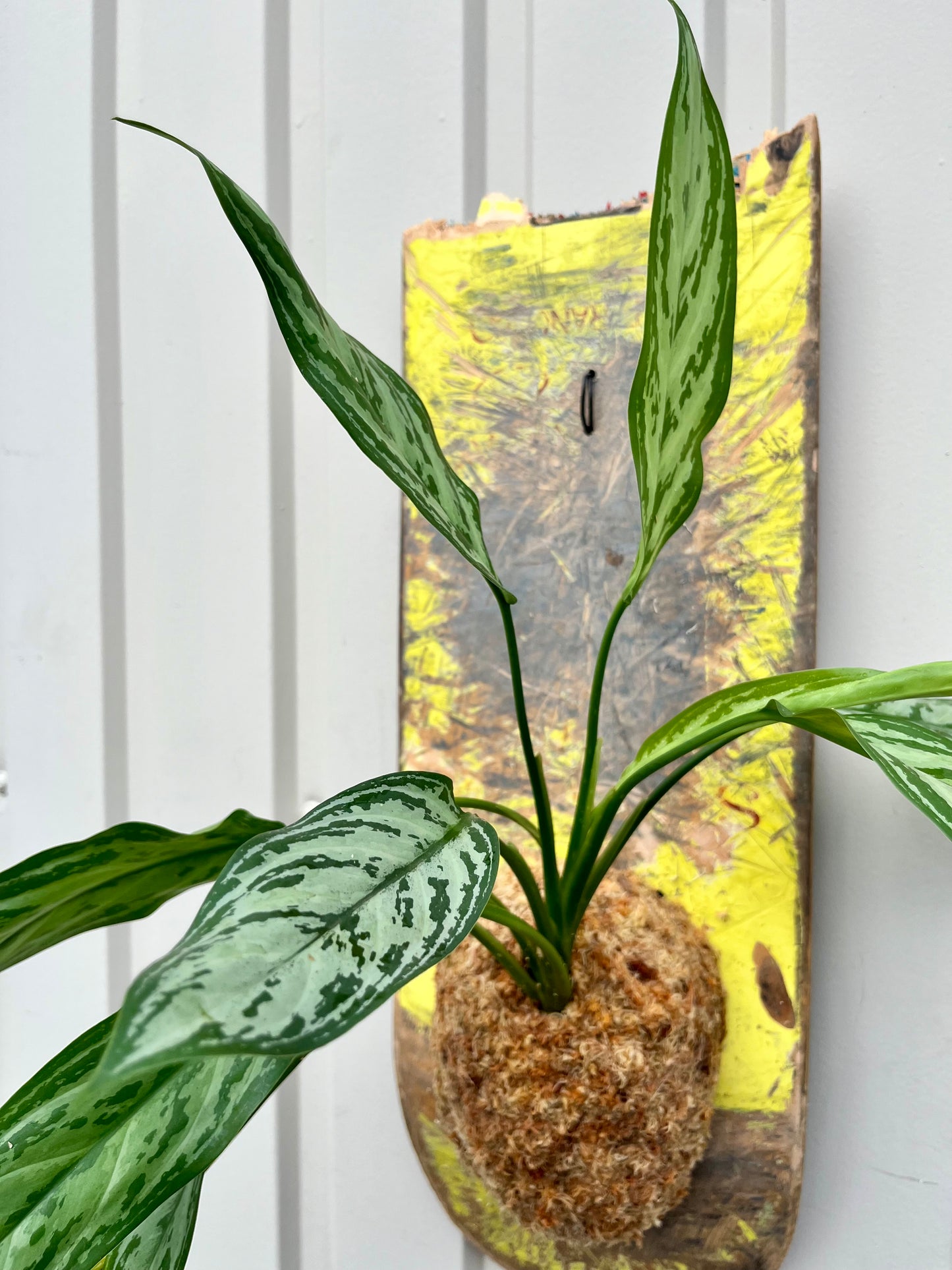 Aglaonema 'Silver Queen